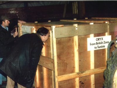 Men in coats gather around a large wooden crate in a dim barn. A sign on the crate reads ORYX from British Zoos to Tunisia.