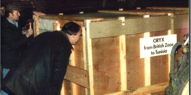 Men in coats gather around a large wooden crate in a dim barn. A sign on the crate reads ORYX from British Zoos to Tunisia.