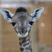 A newborn Masai giraffe calf stands facing the camera inside a barn, her head and long neck filling the frame, with wooden stall walls behind.