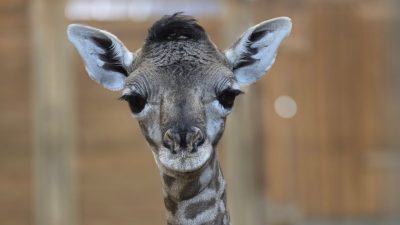 A newborn Masai giraffe calf stands facing the camera inside a barn, her head and long neck filling the frame, with wooden stall walls behind.