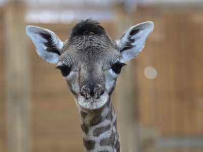 A newborn Masai giraffe calf stands facing the camera inside a barn, her head and long neck filling the frame, with wooden stall walls behind.