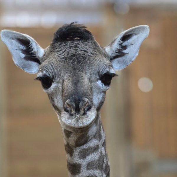 A newborn Masai giraffe calf stands facing the camera inside a barn, her head and long neck filling the frame, with wooden stall walls behind.