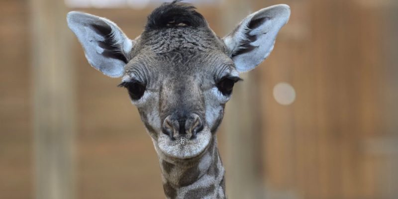 A newborn Masai giraffe calf stands facing the camera inside a barn, her head and long neck filling the frame, with wooden stall walls behind.