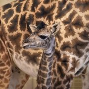 A newborn Masai giraffe calf stands in a barn in front of its mother, its head turned to the side.