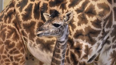 A newborn Masai giraffe calf stands in a barn in front of its mother, its head turned to the side.