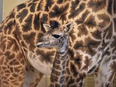 A newborn Masai giraffe calf stands in a barn in front of its mother, its head turned to the side.