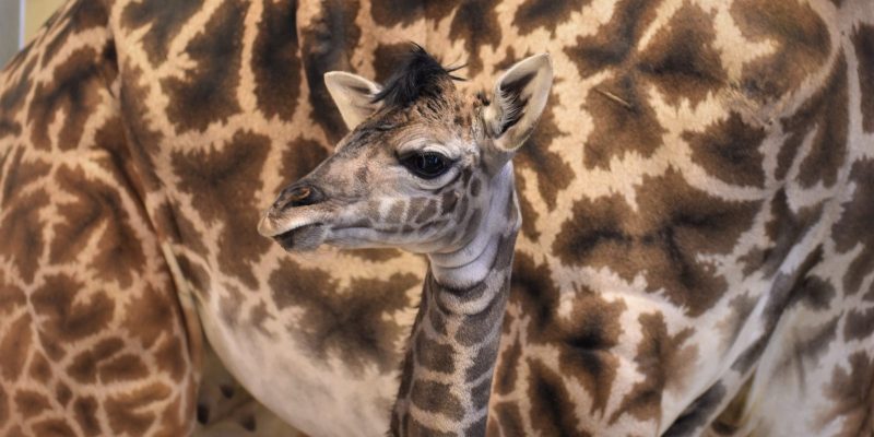 A newborn Masai giraffe calf stands in a barn in front of its mother, its head turned to the side.