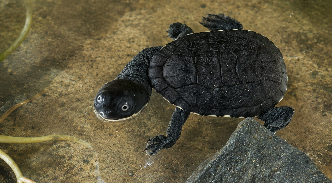 A small dark turtle with a neck as long as its shell walks across a sandy underwater surface beside a rock and green leaves.
