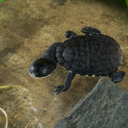 A small dark turtle with a neck as long as its shell walks across a sandy underwater surface beside a rock and green leaves.