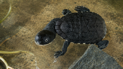 A small dark turtle with a neck as long as its shell walks across a sandy underwater surface beside a rock and green leaves.