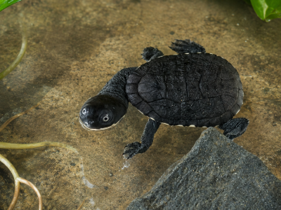 A small dark turtle with a neck as long as its shell walks across a sandy underwater surface beside a rock and green leaves.
