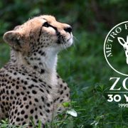 A cheetah lies in tall green grass with its head raised and turned upward in profile, and the Metro Richmond Zoo thirtieth-anniversary logo, reading 30 Years, 1995 to 2025, is set into the right side of the frame
