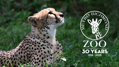 A cheetah lies in tall green grass with its head raised and turned upward in profile, and the Metro Richmond Zoo thirtieth-anniversary logo, reading 30 Years, 1995 to 2025, is set into the right side of the frame