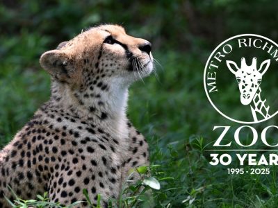 A cheetah lies in tall green grass with its head raised and turned upward in profile, and the Metro Richmond Zoo thirtieth-anniversary logo, reading 30 Years, 1995 to 2025, is set into the right side of the frame