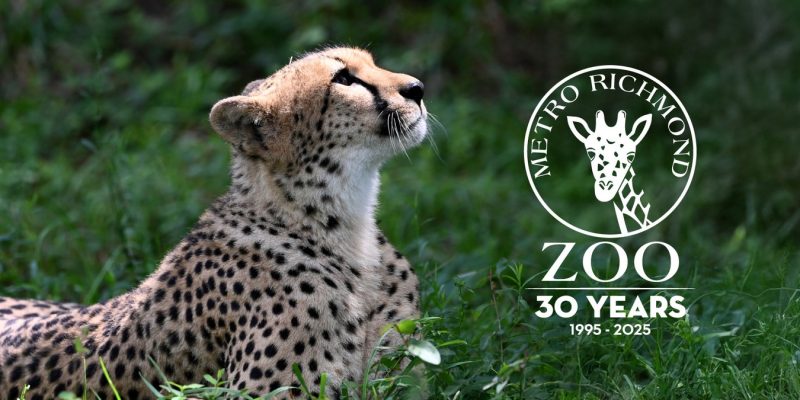 A cheetah lies in tall green grass with its head raised and turned upward in profile, and the Metro Richmond Zoo thirtieth-anniversary logo, reading 30 Years, 1995 to 2025, is set into the right side of the frame