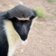 A Diana monkey sits on bare packed earth, seen from the side with its head turned to the camera, showing a black face, a cream-white throat and beard, a grizzled gray body and a dark chestnut patch across the lower back