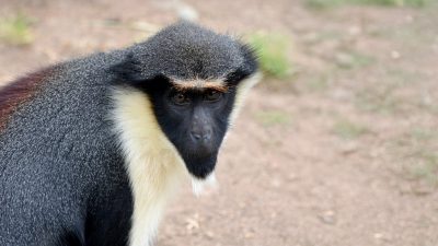 A Diana monkey sits on bare packed earth, seen from the side with its head turned to the camera, showing a black face, a cream-white throat and beard, a grizzled gray body and a dark chestnut patch across the lower back