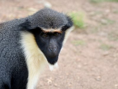 A Diana monkey sits on bare packed earth, seen from the side with its head turned to the camera, showing a black face, a cream-white throat and beard, a grizzled gray body and a dark chestnut patch across the lower back