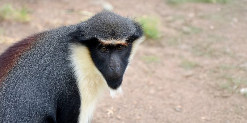 A Diana monkey sits on bare packed earth, seen from the side with its head turned to the camera, showing a black face, a cream-white throat and beard, a grizzled gray body and a dark chestnut patch across the lower back