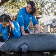 Two ZooTampa staff treating a manatee lying on a wooden deck