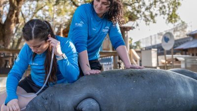 Two ZooTampa staff treating a manatee lying on a wooden deck
