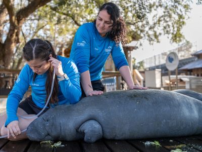 Two ZooTampa staff treating a manatee lying on a wooden deck