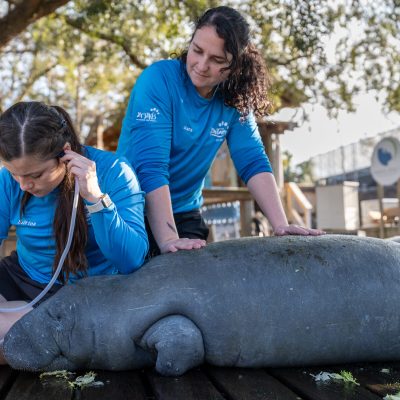 Two ZooTampa staff treating a manatee lying on a wooden deck