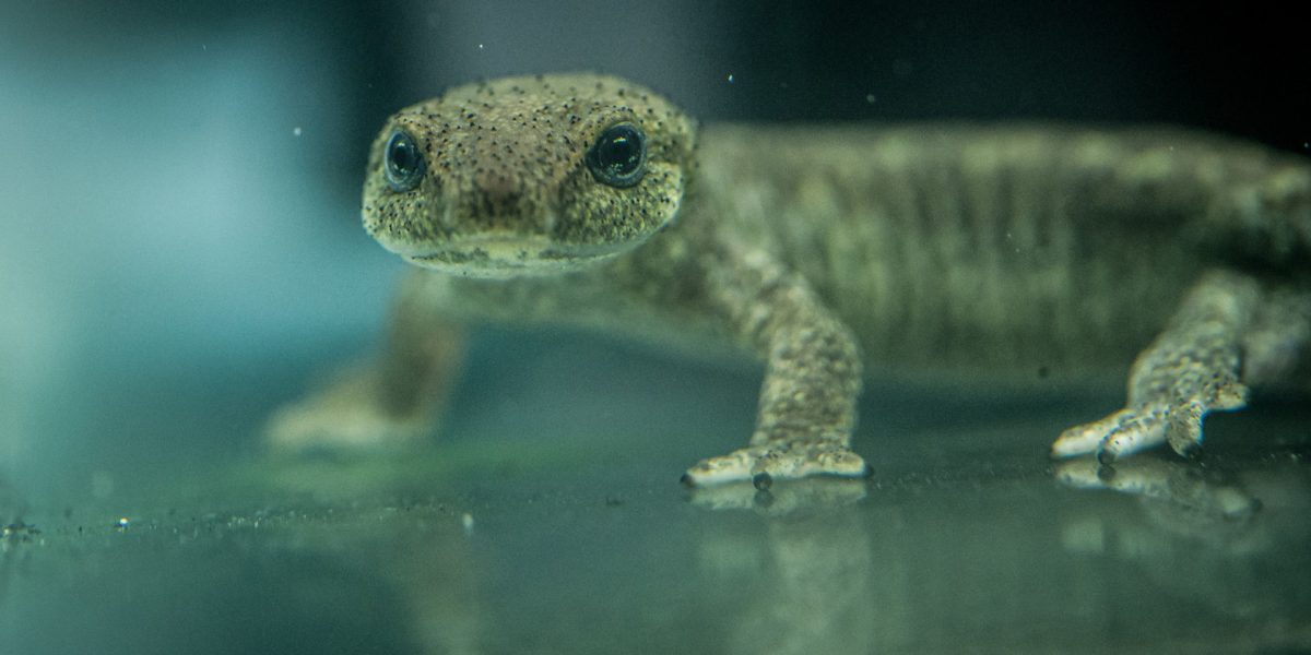 A small brown newt speckled with gold stands in shallow water facing the camera, its large dark eyes reflected on the surface below.
