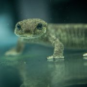 A small brown newt speckled with gold stands in shallow water facing the camera, its large dark eyes reflected on the surface below.
