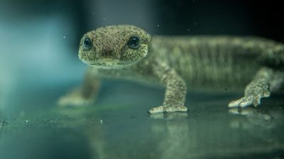 A small brown newt speckled with gold stands in shallow water facing the camera, its large dark eyes reflected on the surface below.