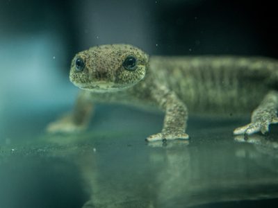 A small brown newt speckled with gold stands in shallow water facing the camera, its large dark eyes reflected on the surface below.
