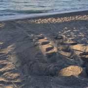 A wide sea turtle crawl track and the churned mound of a fresh nest in damp gray and gold sand at first light, with small waves breaking along the shoreline at the top of the frame