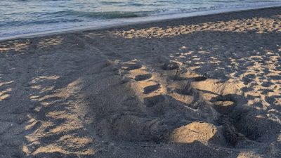 A wide sea turtle crawl track and the churned mound of a fresh nest in damp gray and gold sand at first light, with small waves breaking along the shoreline at the top of the frame