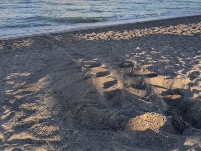 A wide sea turtle crawl track and the churned mound of a fresh nest in damp gray and gold sand at first light, with small waves breaking along the shoreline at the top of the frame