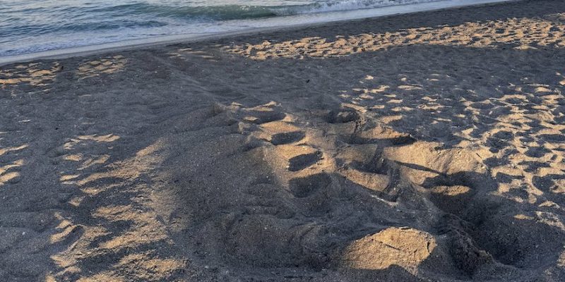 A wide sea turtle crawl track and the churned mound of a fresh nest in damp gray and gold sand at first light, with small waves breaking along the shoreline at the top of the frame