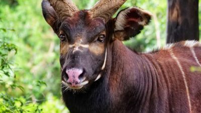A mountain bongo bull stands in dense green forest looking straight at the camera, his deep chestnut coat marked with narrow white stripes, long spiralling horns rising above his head and a pale chevron between his eyes.