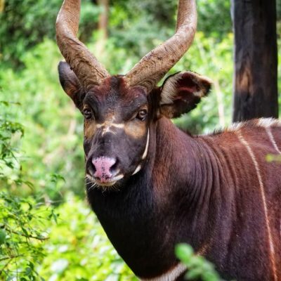 A mountain bongo bull stands in dense green forest looking straight at the camera, his deep chestnut coat marked with narrow white stripes, long spiralling horns rising above his head and a pale chevron between his eyes.