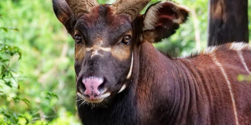 A mountain bongo bull stands in dense green forest looking straight at the camera, his deep chestnut coat marked with narrow white stripes, long spiralling horns rising above his head and a pale chevron between his eyes.