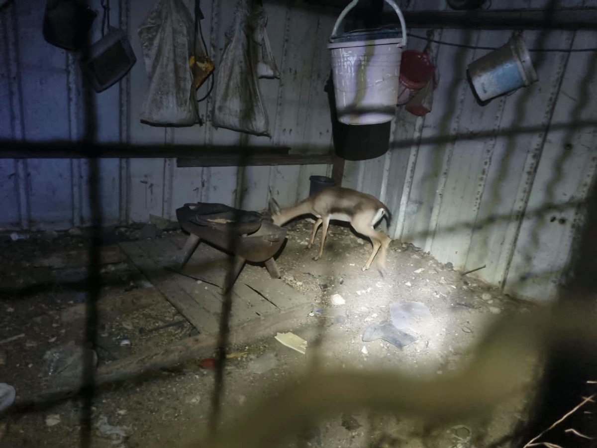 A mountain gazelle stands in the corner of a corrugated metal shed at night, photographed through the wire of a cage, with buckets and sacks hanging on the wall above her.