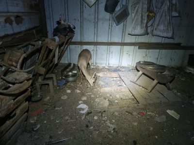 A mountain gazelle stands with her head lowered to the floor of a corrugated metal shed at night, among scattered timber, feed bowls and debris, with poultry roosting on a frame behind her.