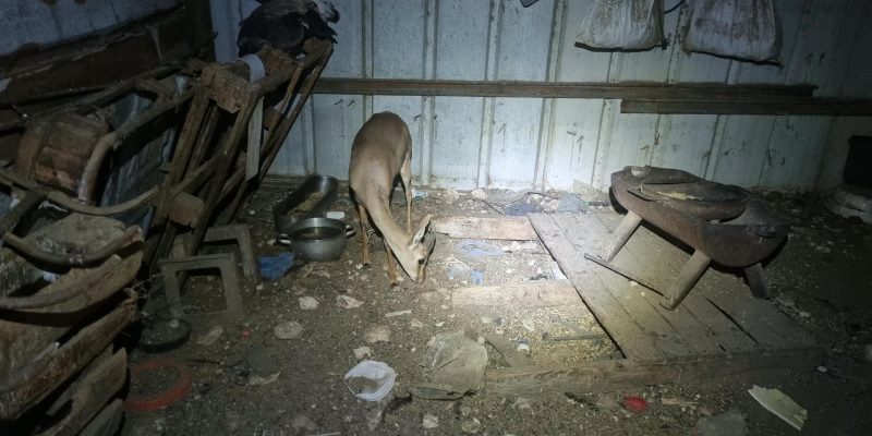 A mountain gazelle stands with her head lowered to the floor of a corrugated metal shed at night, among scattered timber, feed bowls and debris, with poultry roosting on a frame behind her.