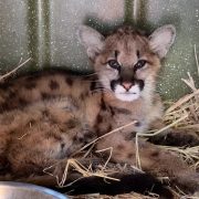 A young mountain lion cub with dark spots on her tawny coat lies curled on a bed of straw inside a green plastic transport crate, looking toward the camera, with a metal water bowl in the foreground.