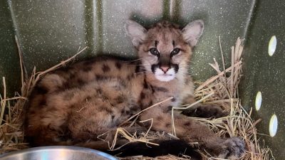 A young mountain lion cub with dark spots on her tawny coat lies curled on a bed of straw inside a green plastic transport crate, looking toward the camera, with a metal water bowl in the foreground.
