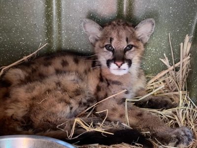 A young mountain lion cub with dark spots on her tawny coat lies curled on a bed of straw inside a green plastic transport crate, looking toward the camera, with a metal water bowl in the foreground.