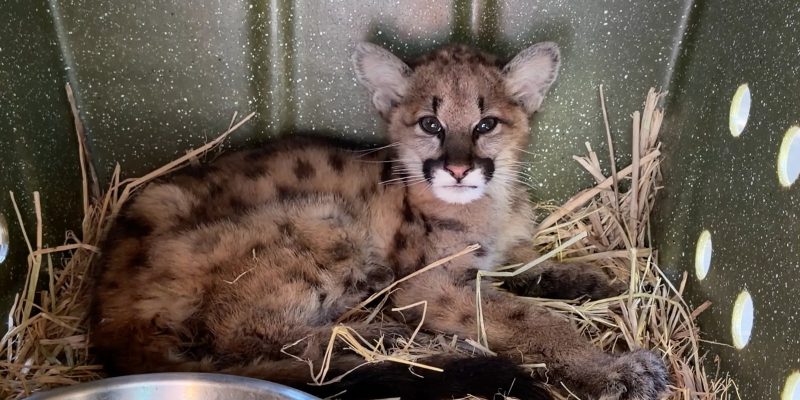 A young mountain lion cub with dark spots on her tawny coat lies curled on a bed of straw inside a green plastic transport crate, looking toward the camera, with a metal water bowl in the foreground.