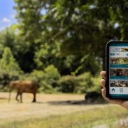 A hand holds a phone showing the North Carolina Zoo app with English and Spanish language buttons, elephants visible in the habitat behind.