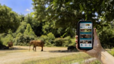 A hand holds a phone showing the North Carolina Zoo app with English and Spanish language buttons, elephants visible in the habitat behind.