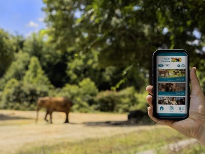 A hand holds a phone showing the North Carolina Zoo app with English and Spanish language buttons, elephants visible in the habitat behind.