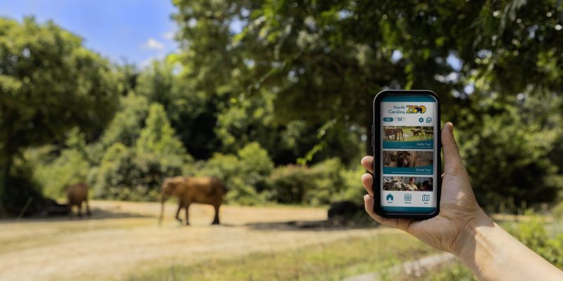 A hand holds a phone showing the North Carolina Zoo app with English and Spanish language buttons, elephants visible in the habitat behind.