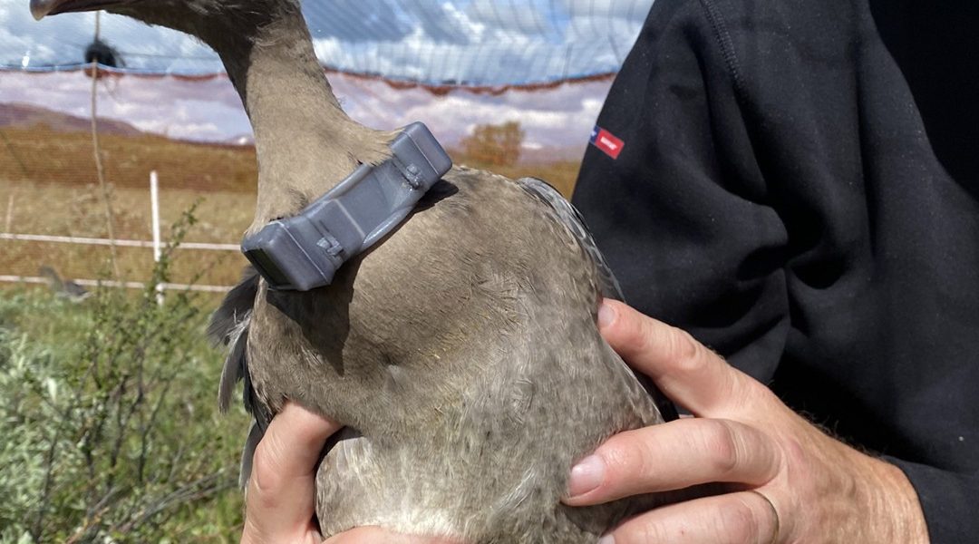 A person in a black jacket holds a grey-brown goose against their chest. The bird wears a grey GPS transmitter harness on its back and yellow and blue rings on its legs, with open moorland behind.